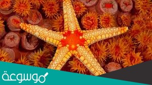 جسم حيوان الإسفنج مغطى ب