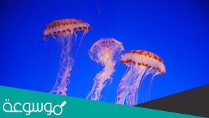 اكبر مجموعه في اللافقاريات