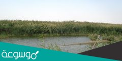 اكبر محمية طبيعية في الكويت
