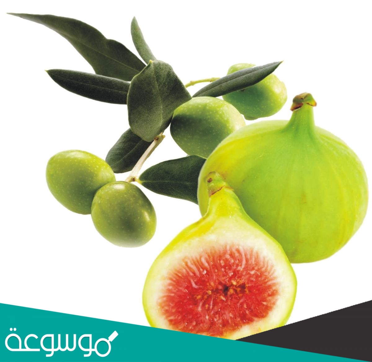 اذكر اكبر عدد من الاطعمه التي ذكرت في القران الكريم