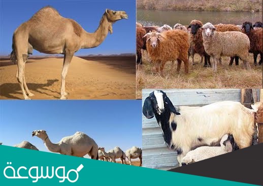 تعد الثروة الحيوانية من الموارد الاقتصادية المهمة في وطني باعتبارها مصدراً غذائياً