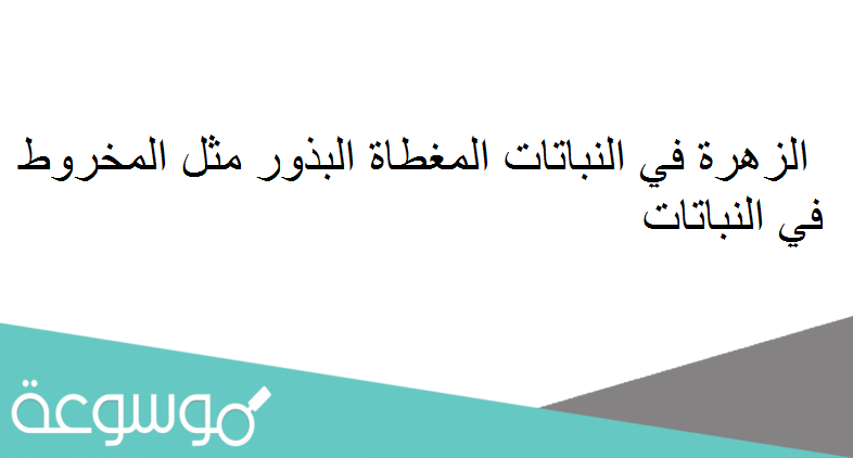 الزهرة في النباتات المغطاة البذور مثل المخروط في النباتات