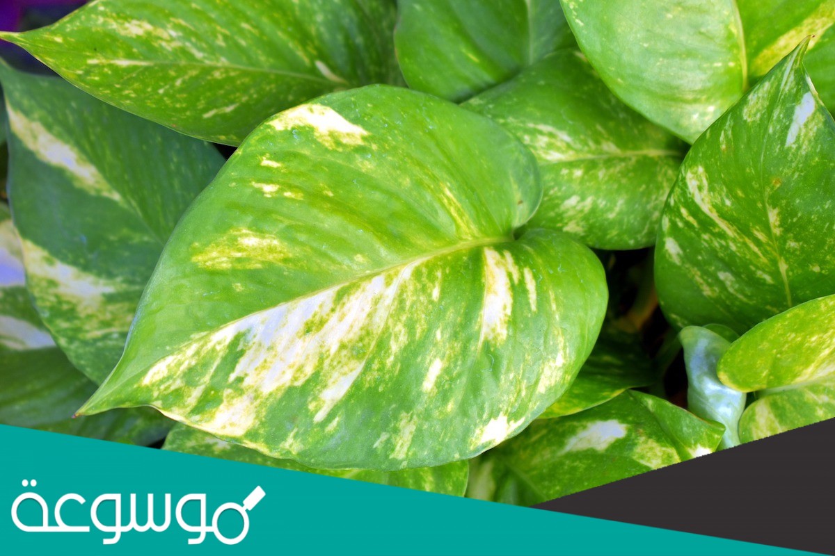 الطبقة الرقيقة التي تغطي الورقة وتحميها هي