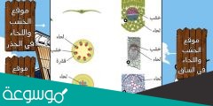 يتكون معظم اللحاء والخشب الجديد للنباتات في