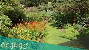 النباتات التي تنمو اولا في البيئات