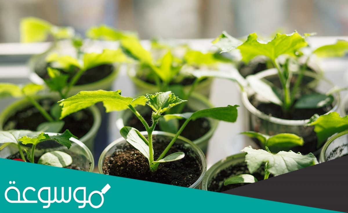 النباتات المغطاة البذور تنتج الأزهار