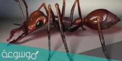 النمل المقاتل فكّان مثل طرفي المقص يستخدمها في