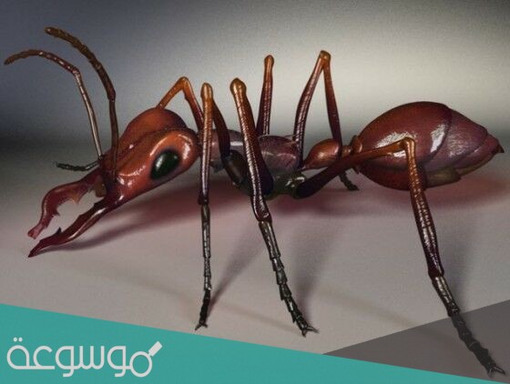 النمل المقاتل فكّان مثل طرفي المقص يستخدمها في