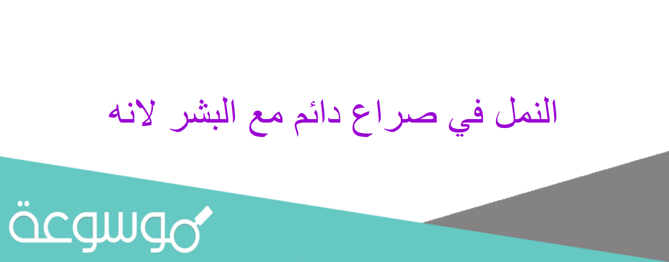 النمل في صراع دائم مع البشر لانه