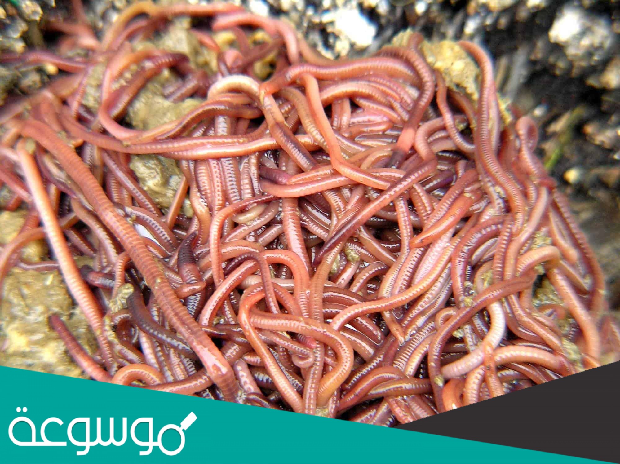 تعتبر الديدان الأسطوانية أكثر تعقيدًا من الديدان المفلطحة وذلك بسبب وجود