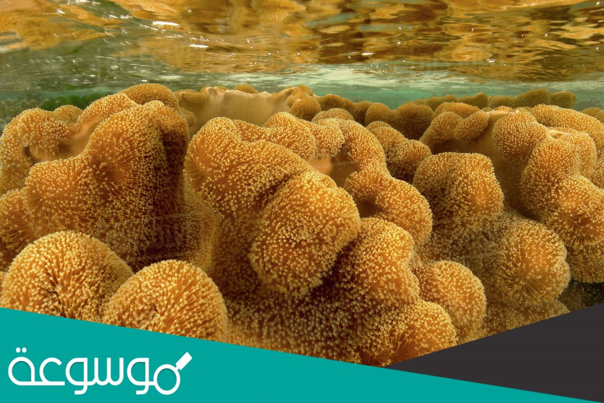 تتكاثر الإسفنجيات بواسطة