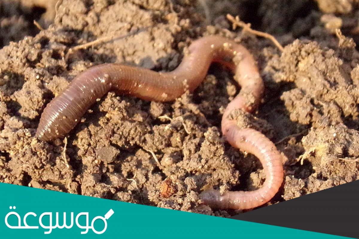 نوع التماثل بالديدان الأسطوانية والمفلطحة