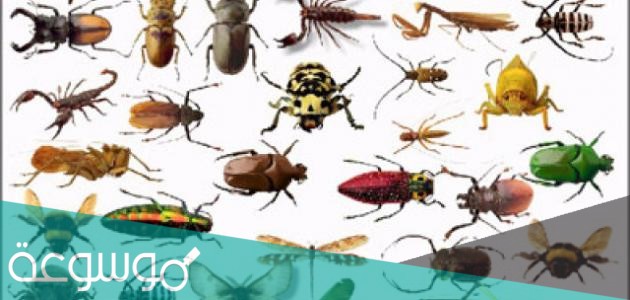 تمر العديد من صغار الحشرات بتغيرات أثناء مراحل نموها المختلفة وتسمى هذه التغيرات