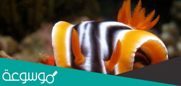 تصنف الرخويات وفقاً لعدة خصائص