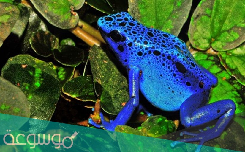 ما الخاصية التي ليست لدى البرمائيات ؟