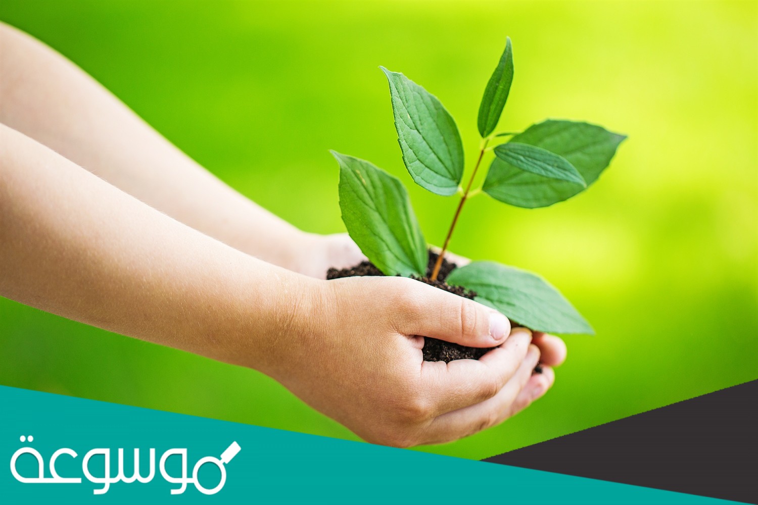 تفيد عملية البناء الضوئي النبات في انتاج