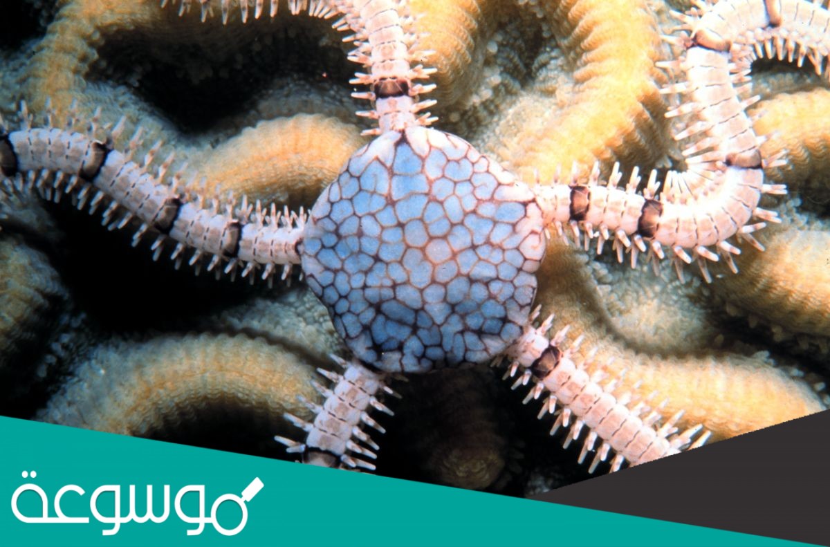 تتحرك شوكيات الجلد بواسطه