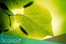 تحدث عملية البناء الضوئي