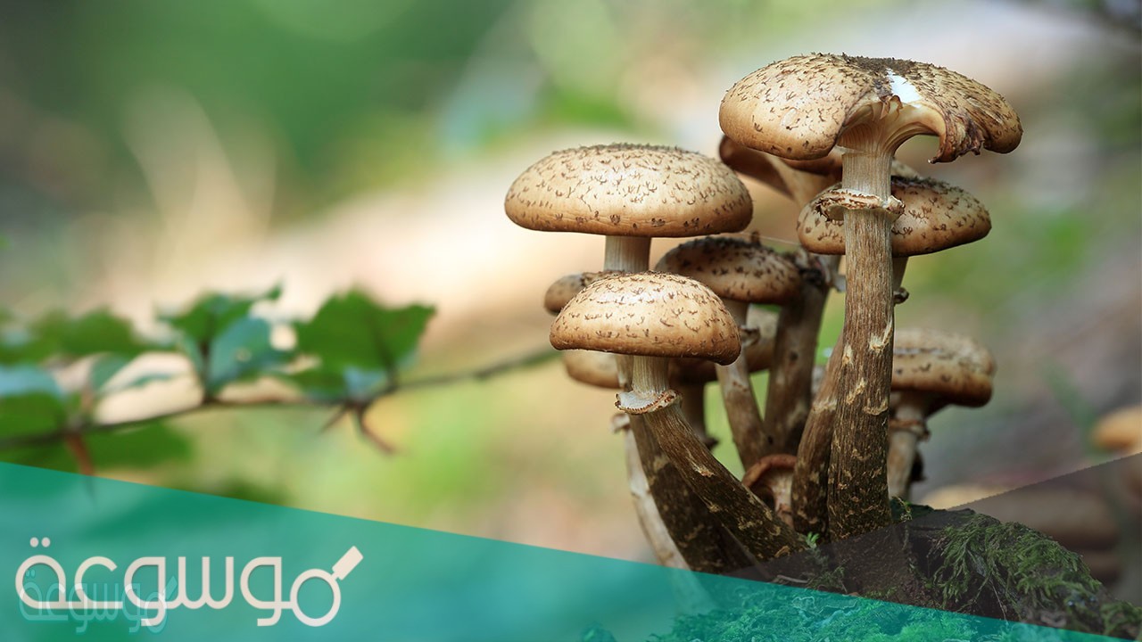 طرائق حصول الفطريات على الغذاء