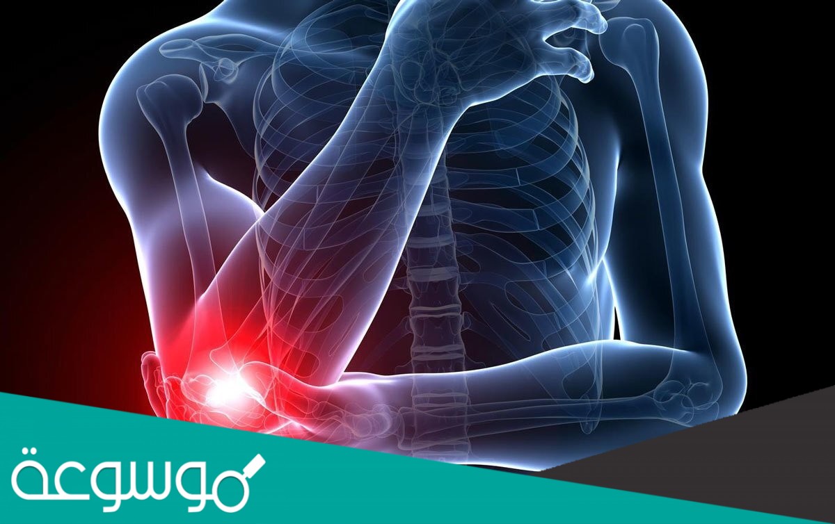 ترتبط العضلات بالعظام عن طريق