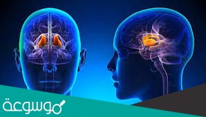 تسيطر على معظم النشاطات الحيوية