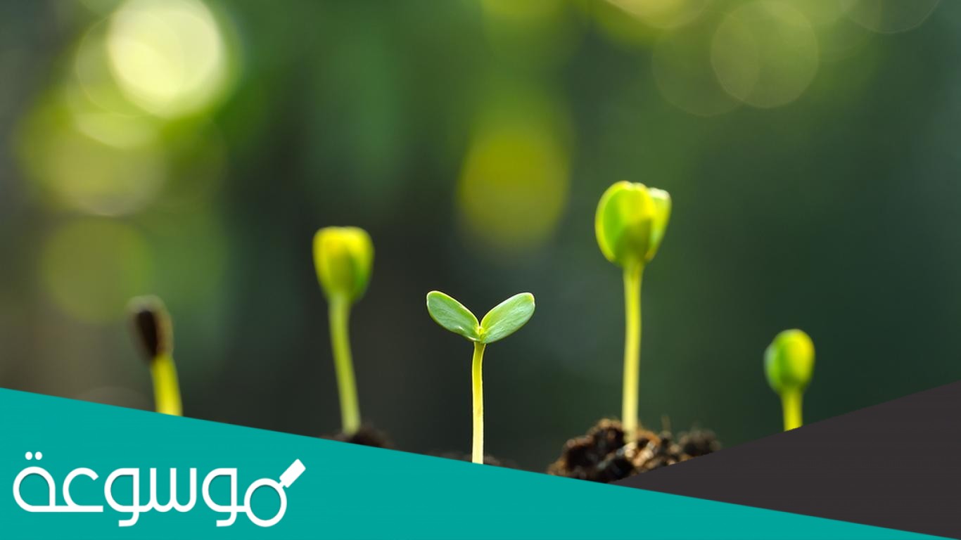 ما مجموعة النباتات التي يبلغ سمكها بضع خلايا فقط