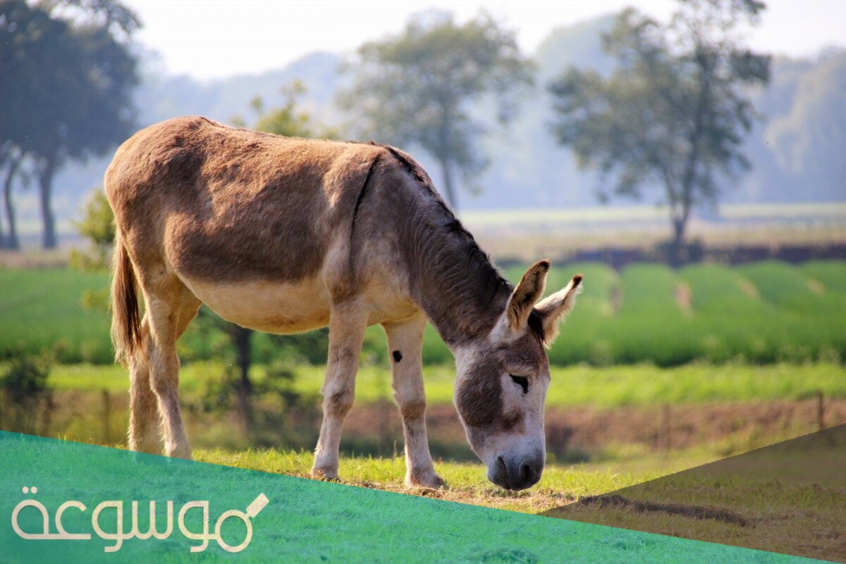 تفسير حلم ذبح الحمار في المنام