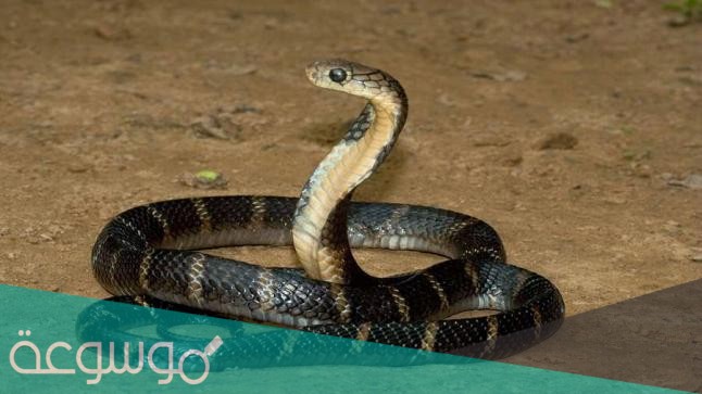 تفسير حلم الثعبان في المنام