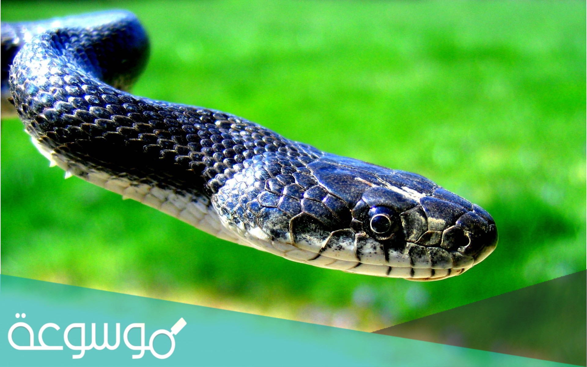 تفسير حلم الثعبان الأسود في المنام للعزباء والمتزوجة والحامل والرجل