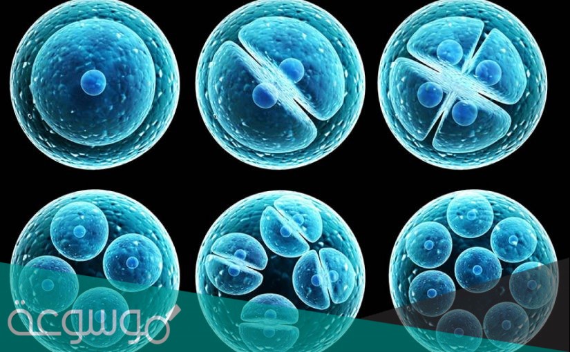 يتميز الإخصاب الداخلي بإنتاج أعداد كبيرة من البيوض