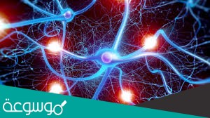 اي مما يلي تجده في النواة