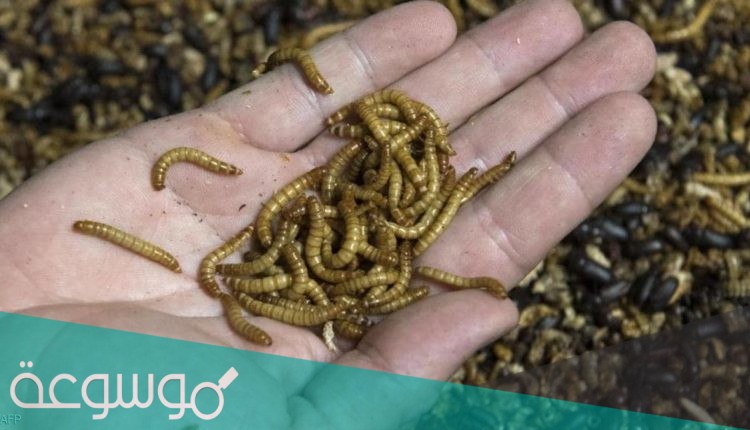 تمتاز بتنوعها فمنها المحللات والمفترسات والمتطفلات