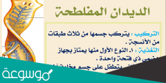 قارن بين جسم الديدان المفلطحه والديدان الاسطوانيه