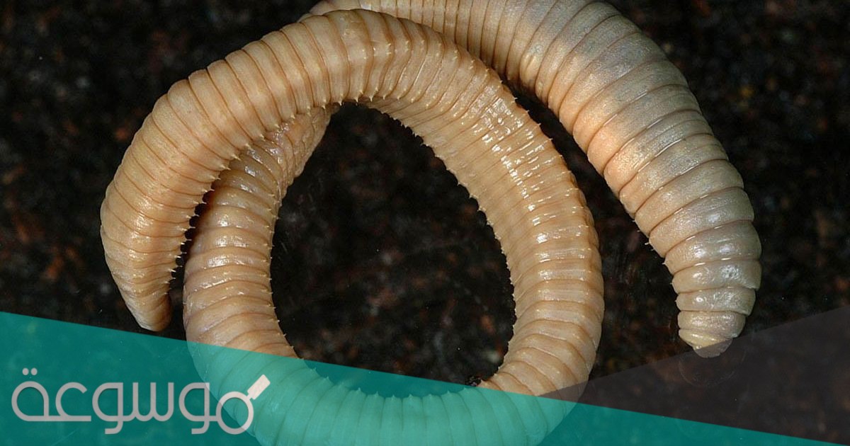 لماذا سميت الديدان الحلقية بهذا الاسم؟