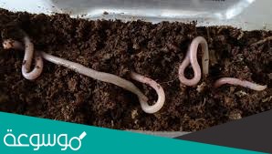 قارن بين الديدان المفلطحه والديدان الاسطوانيه