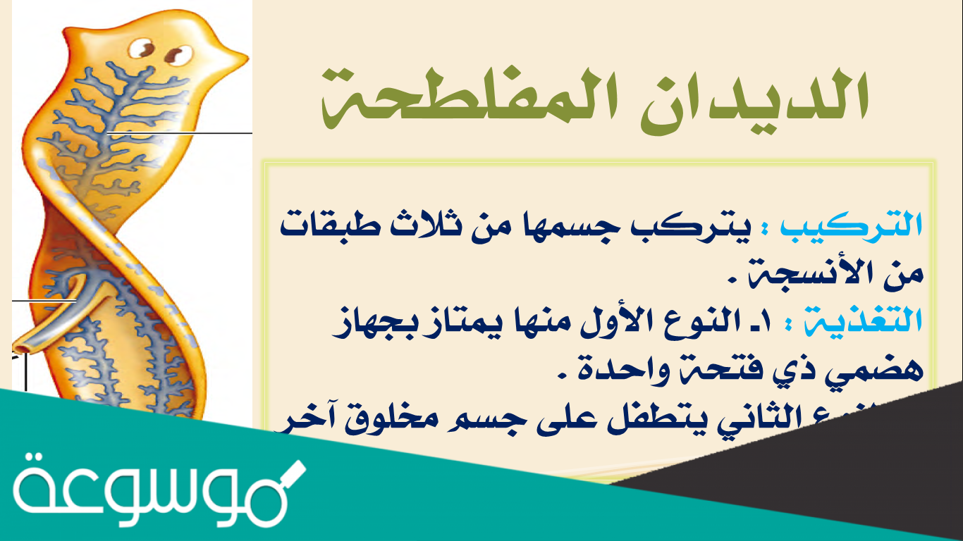 قارن بين جسم الديدان المفلطحه والديدان الاسطوانيه