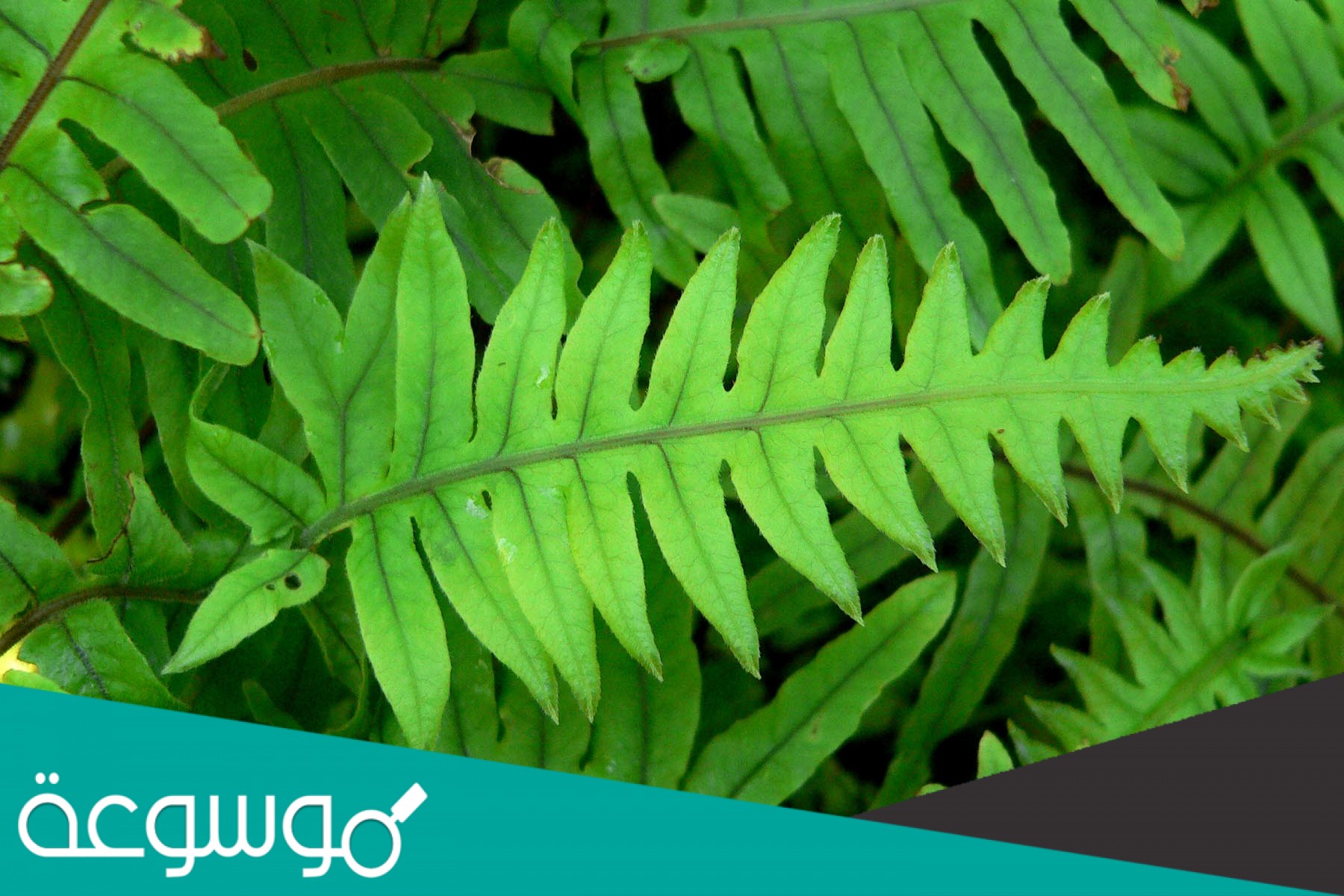 تعرف السرخسيات بأنها نباتات يبلغ سمكها بضع خلايا فقط