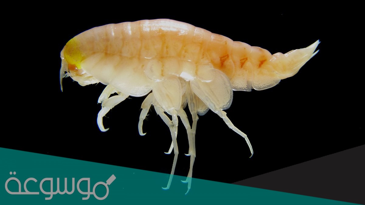 أكبر مجموعات المفصليات هي القشريات.صح ام خطأ