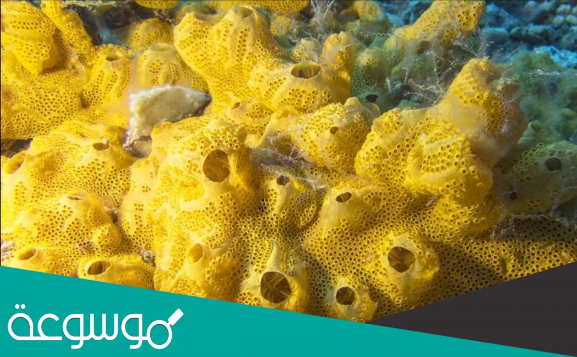 صنف العلماء قديماً الإسفنجيات على أنها فطريات