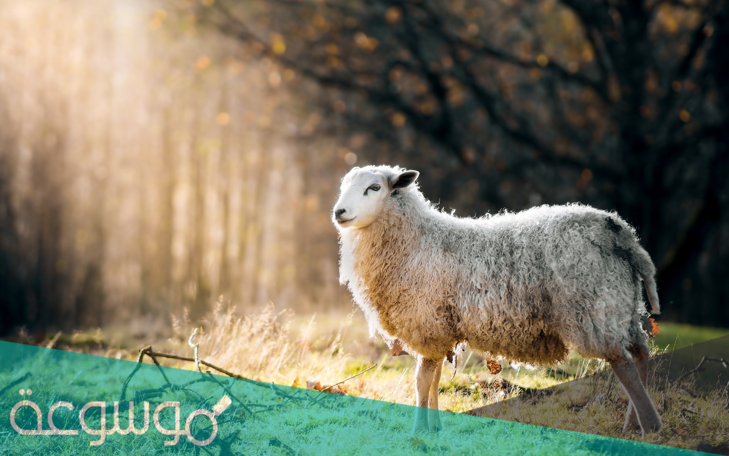 صوت الخروف من 5 حروف