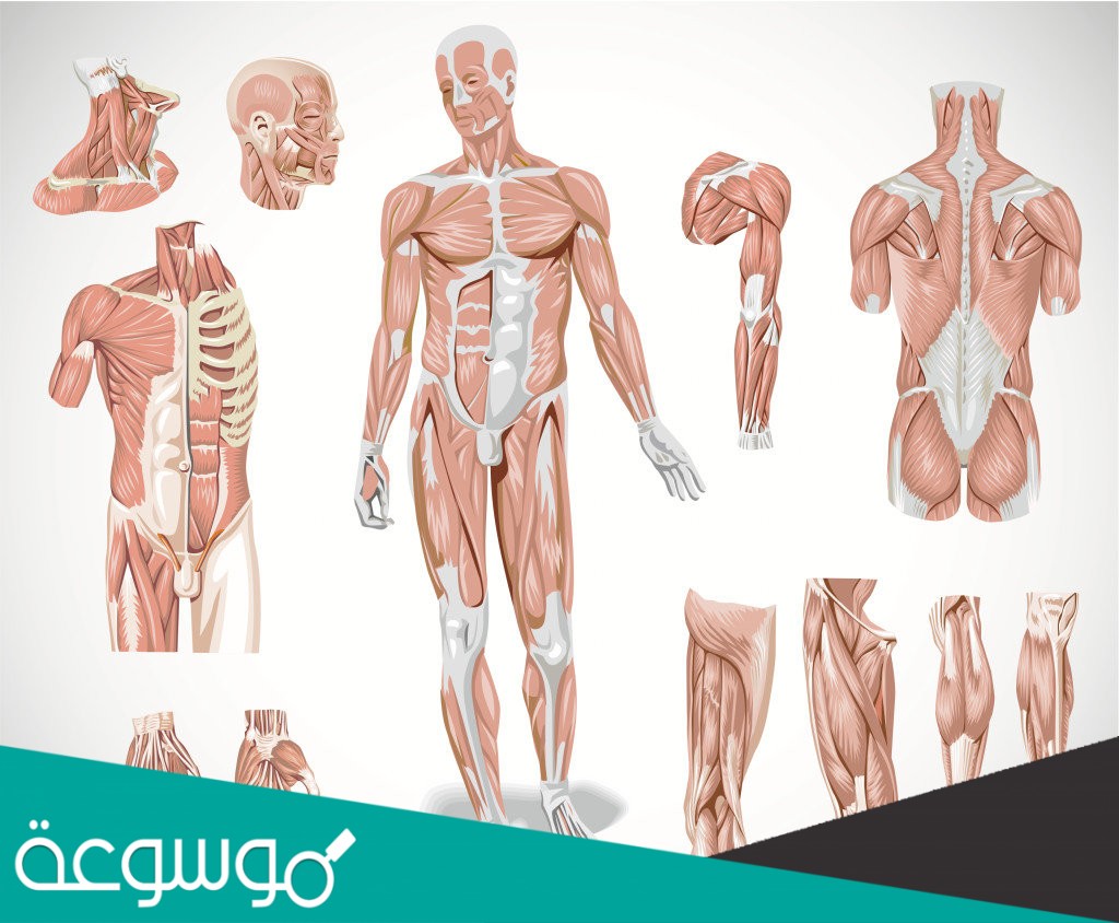 عضلات تمتاز بانها غير مخططة هي العضلات
