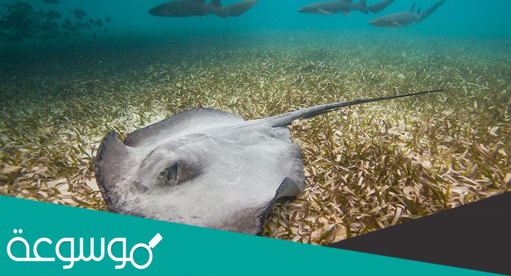 إذا كانت كثافة المائع أقل من كثافة الجسم فإن الجسم يطفو. صواب خطأ