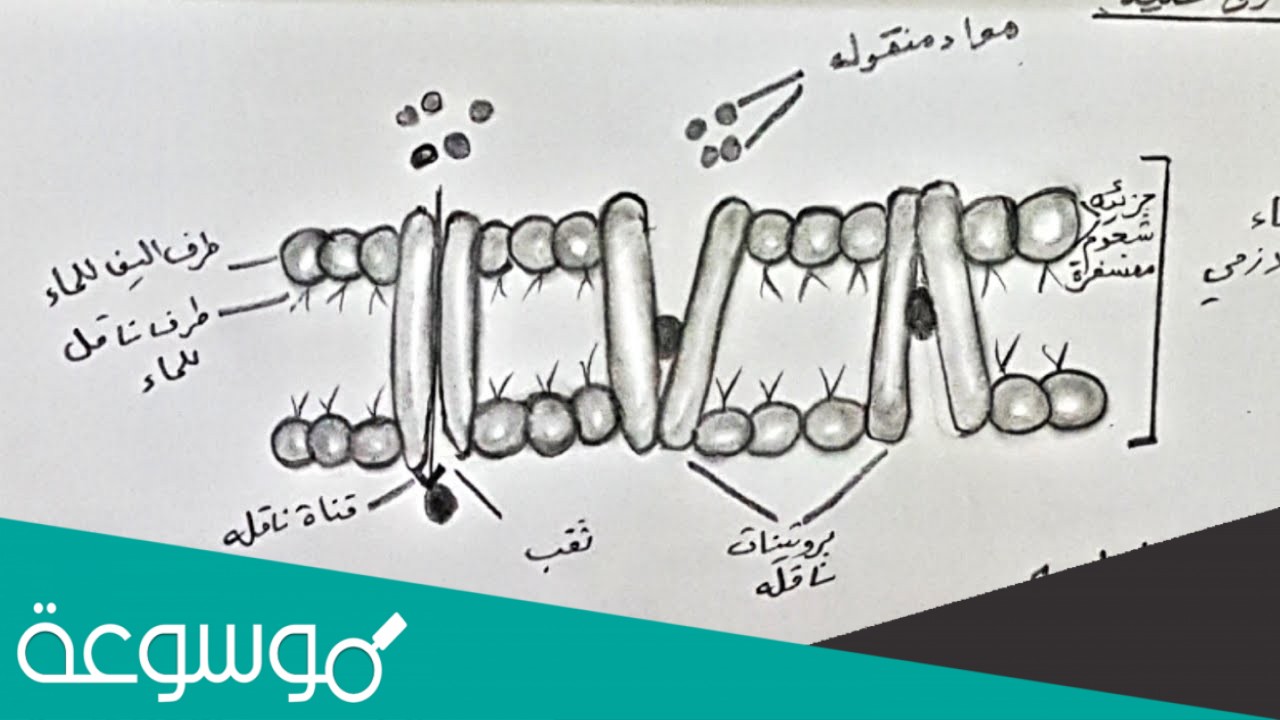 في اي مرحلة يتكون الغشاء الرهلي
