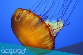 لماذا سميت الجوفمعويات بهذا الاسم