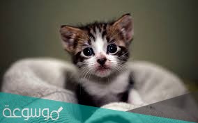 لدى فهد قطّةٌ صغيرة