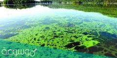 لماذا تزداد اعداد الطحالب بصورة مفاجئة في البحيرات والبرك