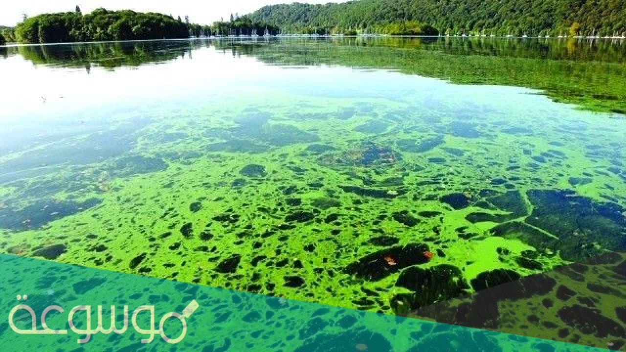 لماذا تزداد اعداد الطحالب بصورة مفاجئة في البحيرات والبرك
