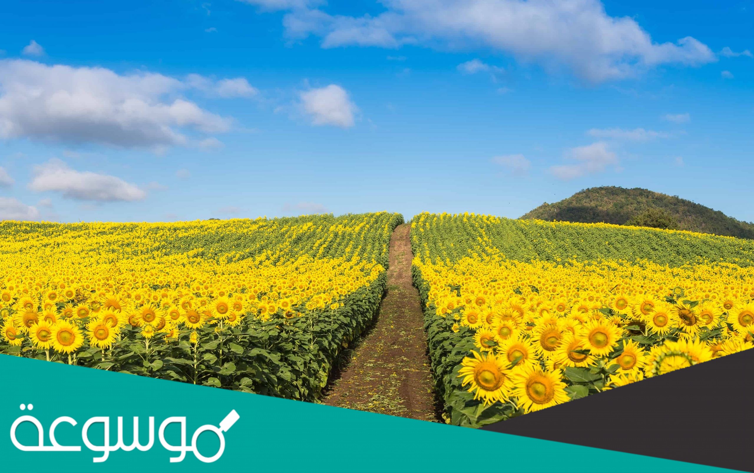 ما سبب تنوع النبات الطبيعي في وطننا المملكة العربية السعودية