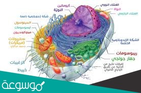 لماذا سميت الخلية لبنة الحياة