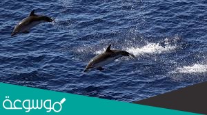 له جلد بدون حراشف او قشور